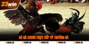 Trực Tiếp Đá Gà Thomo Hôm Nay 23Win: Link Full HD Mượt 9 Trực tiếp đá gà Thomo