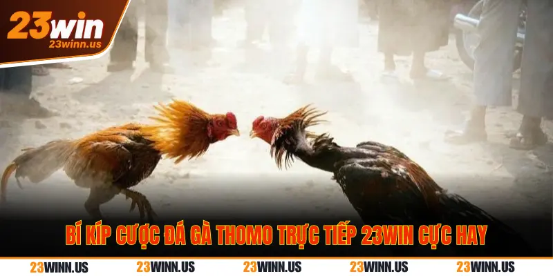Trực Tiếp Đá Gà Thomo Hôm Nay 23Win: Link Full HD Mượt 3 Lưu ý khi xem đá gà Thomo trực tiếp 23Win