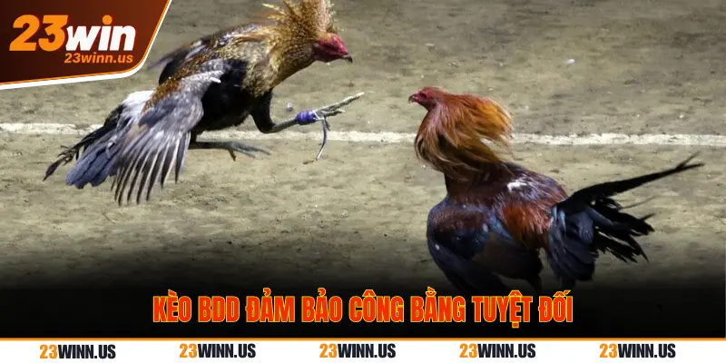 Giải Mã Chi Tiết Kèo Đá Gà Meron, Wala, BDD Tại 23Win 2 Kèo đá gà BDD