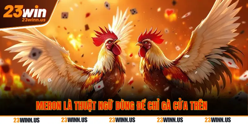 Giải Mã Chi Tiết Kèo Đá Gà Meron, Wala, BDD Tại 23Win 1 Kèo đá gà Meron