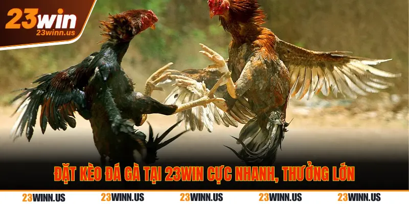 Giải Mã Chi Tiết Kèo Đá Gà Meron, Wala, BDD Tại 23Win 3 So sánh kèo đá gà 23Win