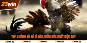 Top 5 Dòng Gà Đá Lì Đòn Hiểm Hóc Hay Nhất Tại 23Win 1 Top 5 dòng gà đá lì đòn