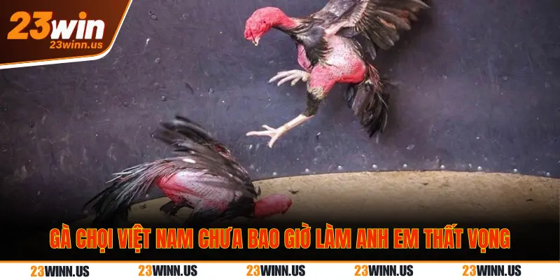 Top 5 Dòng Gà Đá Lì Đòn Hiểm Hóc Hay Nhất Tại 23Win 3 Gà chọi Việt Nam