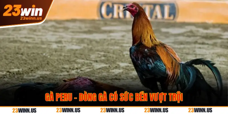 Top 5 Dòng Gà Đá Lì Đòn Hiểm Hóc Hay Nhất Tại 23Win 1 Dòng gà Peru