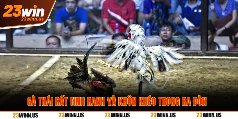 Top 5 Dòng Gà Đá Lì Đòn Hiểm Hóc Hay Nhất Tại 23Win 2 Dòng gà Thái