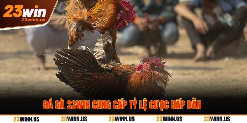 Đá gà 23WIN cung cấp tỷ lệ cược hấp dẫn Đá gà 23WIN